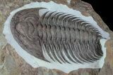 Early Cambrian Psedosaukianda Trilobite - Morocco #66931-3